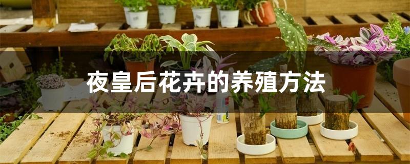 夜皇后花卉的养殖方法 夜皇后花卉的养殖方法