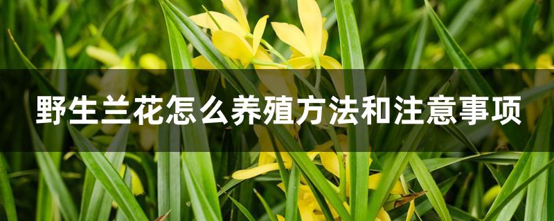 野生兰花怎么养殖方法和注意事项 野生兰花怎么养殖方法和注意事项