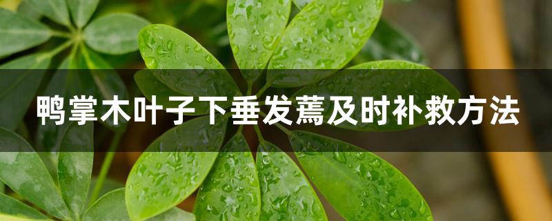 鸭掌木叶子下垂发蔫及时补救方法 鸭掌木叶子下垂发蔫及时补救方法