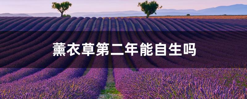 薰衣草第二年能自生吗 薰衣草第二年能自生吗