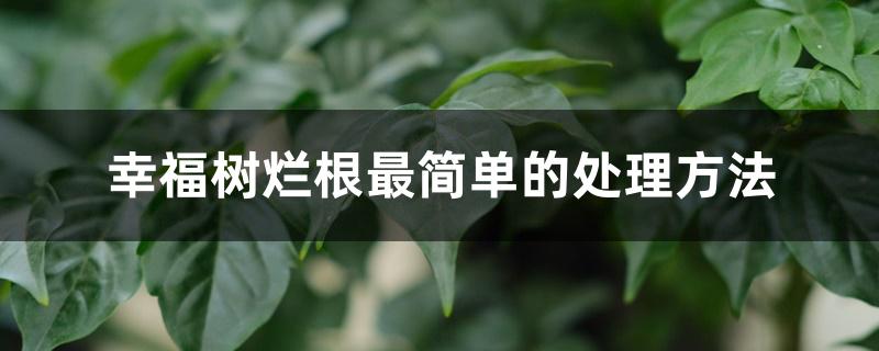 幸福树烂根最简单的处理方法 幸福树烂根最简单的处理方法