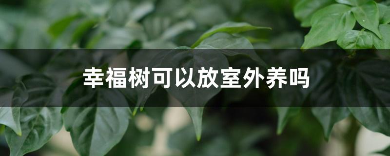 幸福树可以放室外养吗 幸福树可以放室外养吗