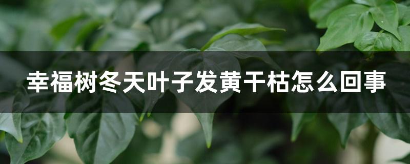 幸福树冬天叶子发黄干枯怎么回事