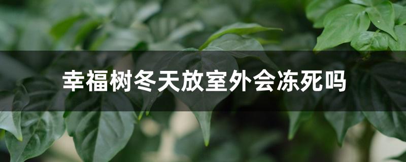 幸福树冬天放室外会冻死吗 幸福树冬天放室外会冻死吗