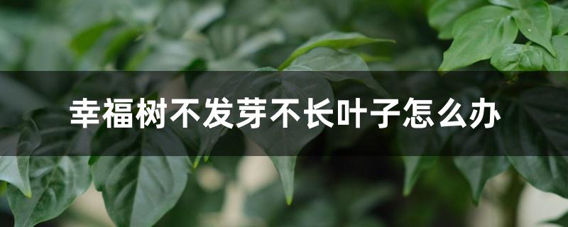 幸福树不发芽不长叶子怎么办 幸福树不发芽不长叶子怎么办