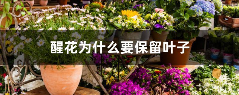 醒花为什么要保留叶子 醒花为什么要保留叶子