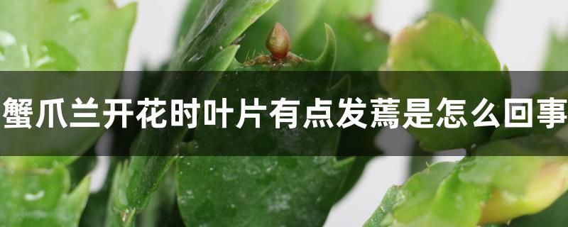 蟹爪兰开花时叶片有点发蔫是怎么回事 蟹爪兰开花时叶片有点发蔫是怎么回事