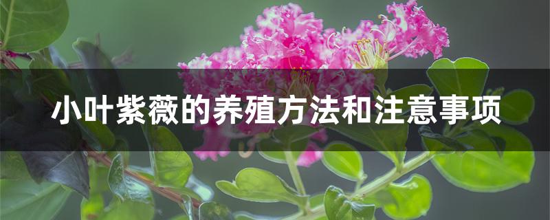 小叶紫薇的养殖方法和注意事项
