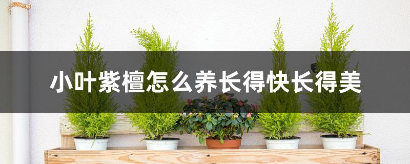 小叶紫檀怎么养长得快长得美 小叶紫檀怎么养长得快长得美